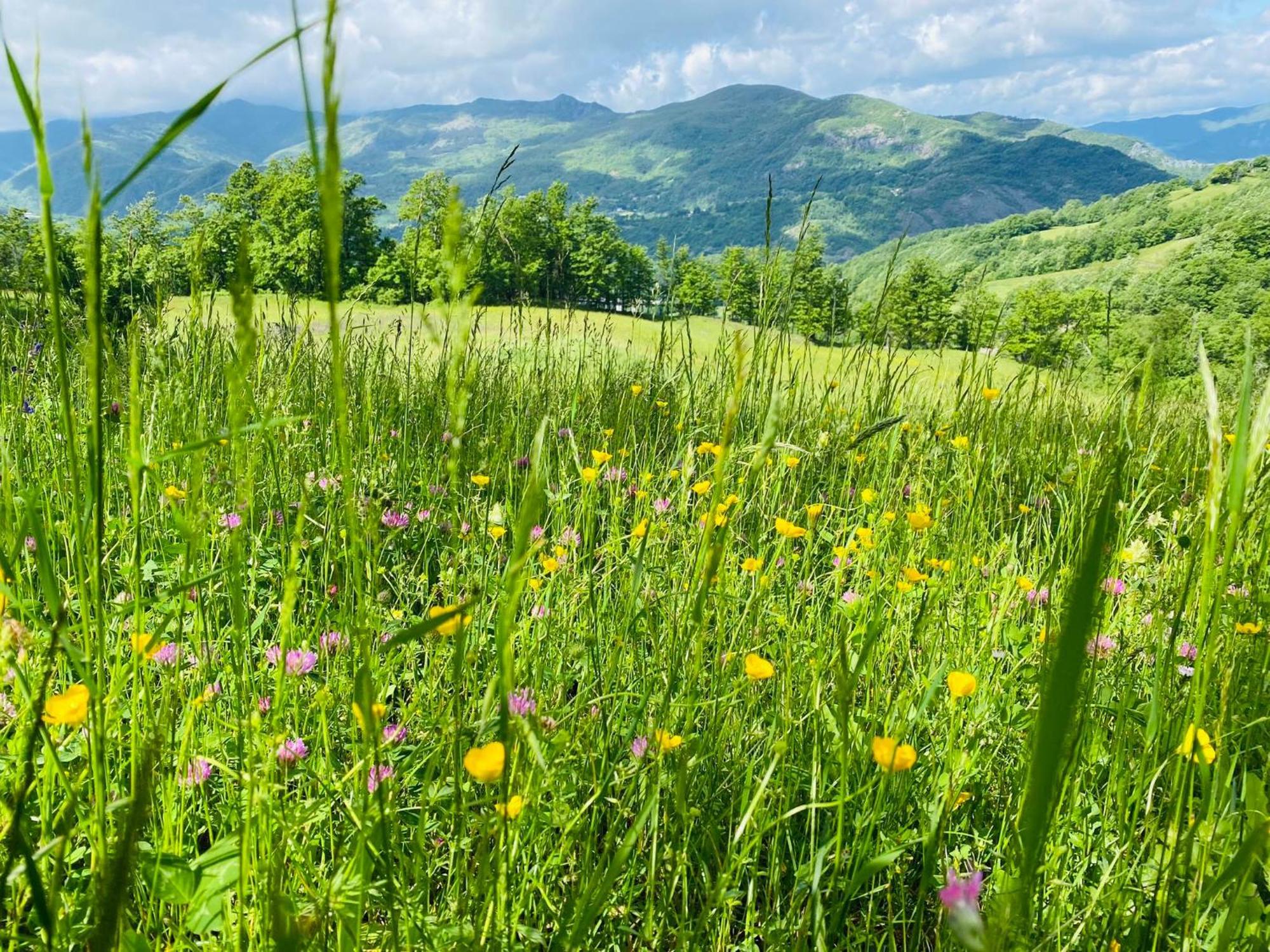La Lupa E L'Orso Bed and Breakfast Berceto Exteriör bild
